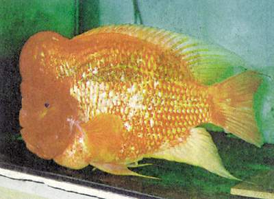 【附图】身体重达3公斤 人脸金鱼在香港亮相--北方网-新闻中心